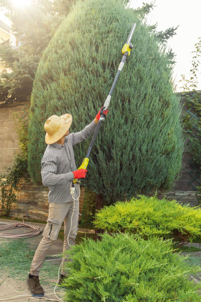 Dead Tree Removal in Glenwood, GA